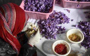 مزیت های شرکت زعفران در دبی 